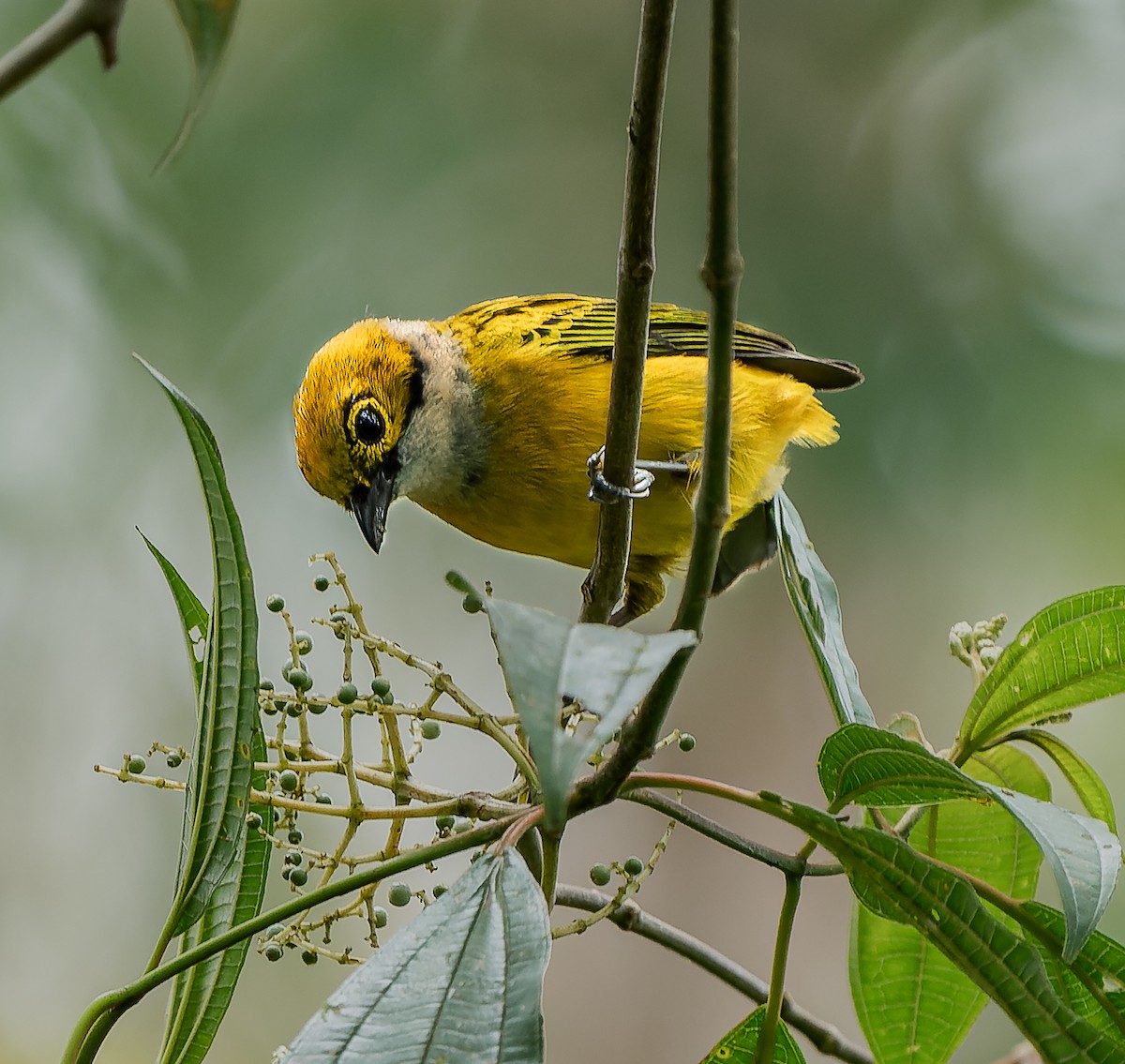 Silver-throated Tanager - ML619301952