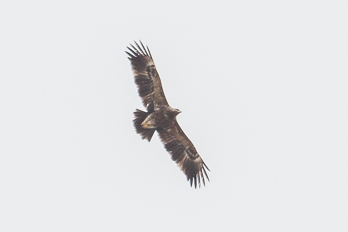 Lesser Spotted Eagle - ML619301962