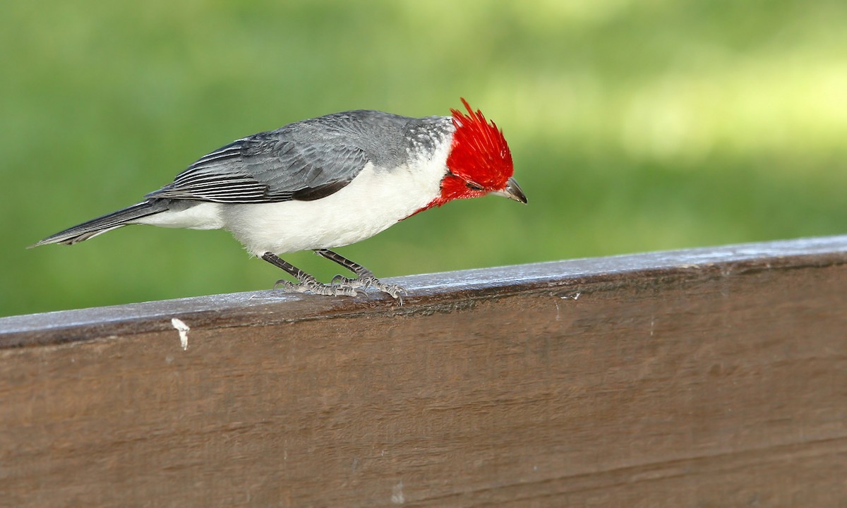 Red-crested Cardinal - ML619302017