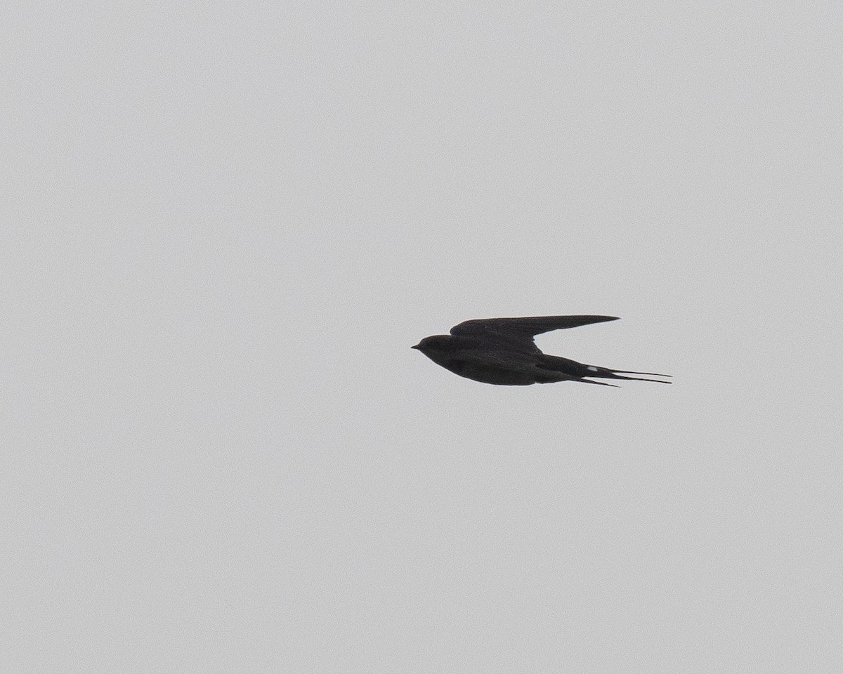 Barn Swallow - ML619302059
