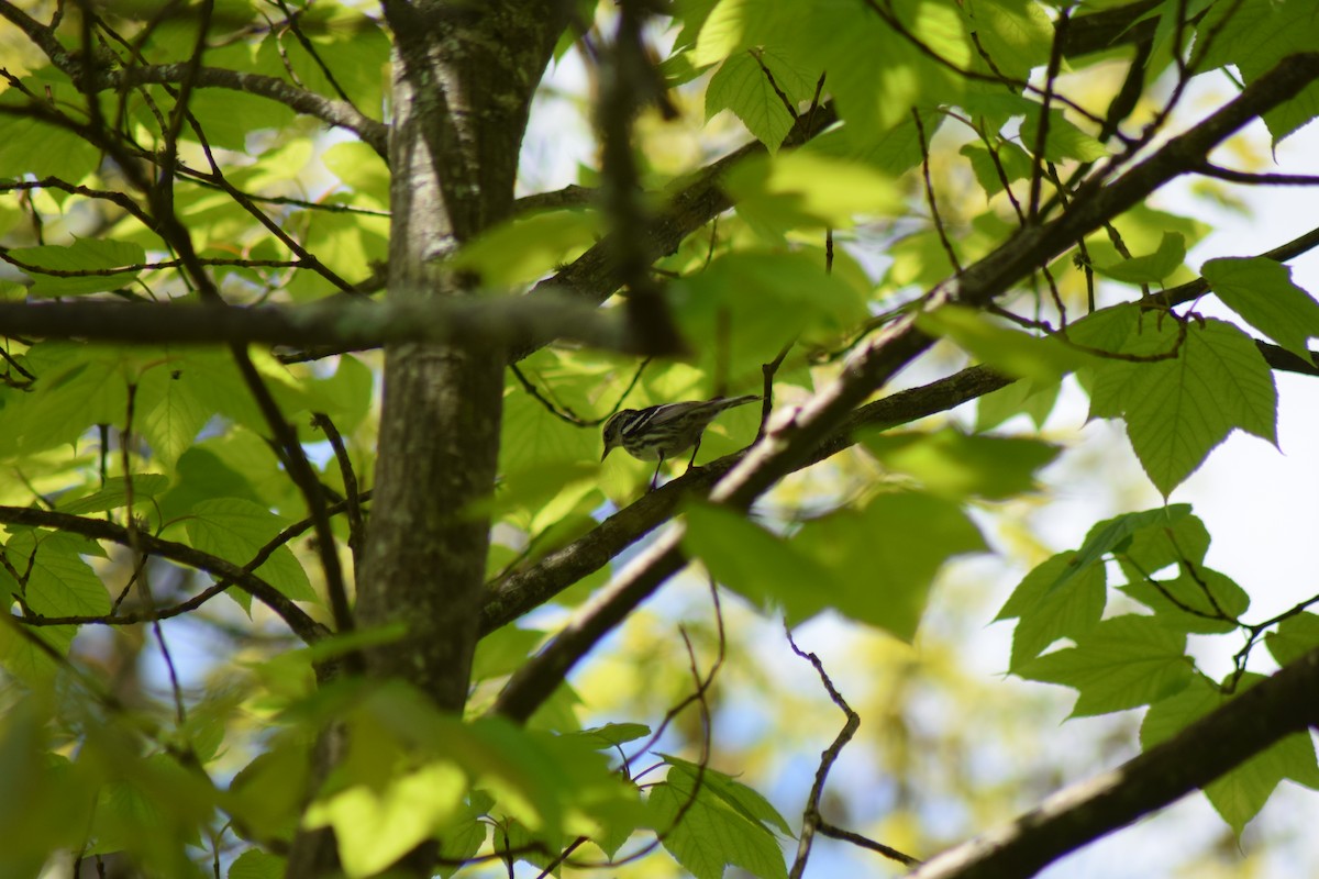 Black-and-white Warbler - ML619302118