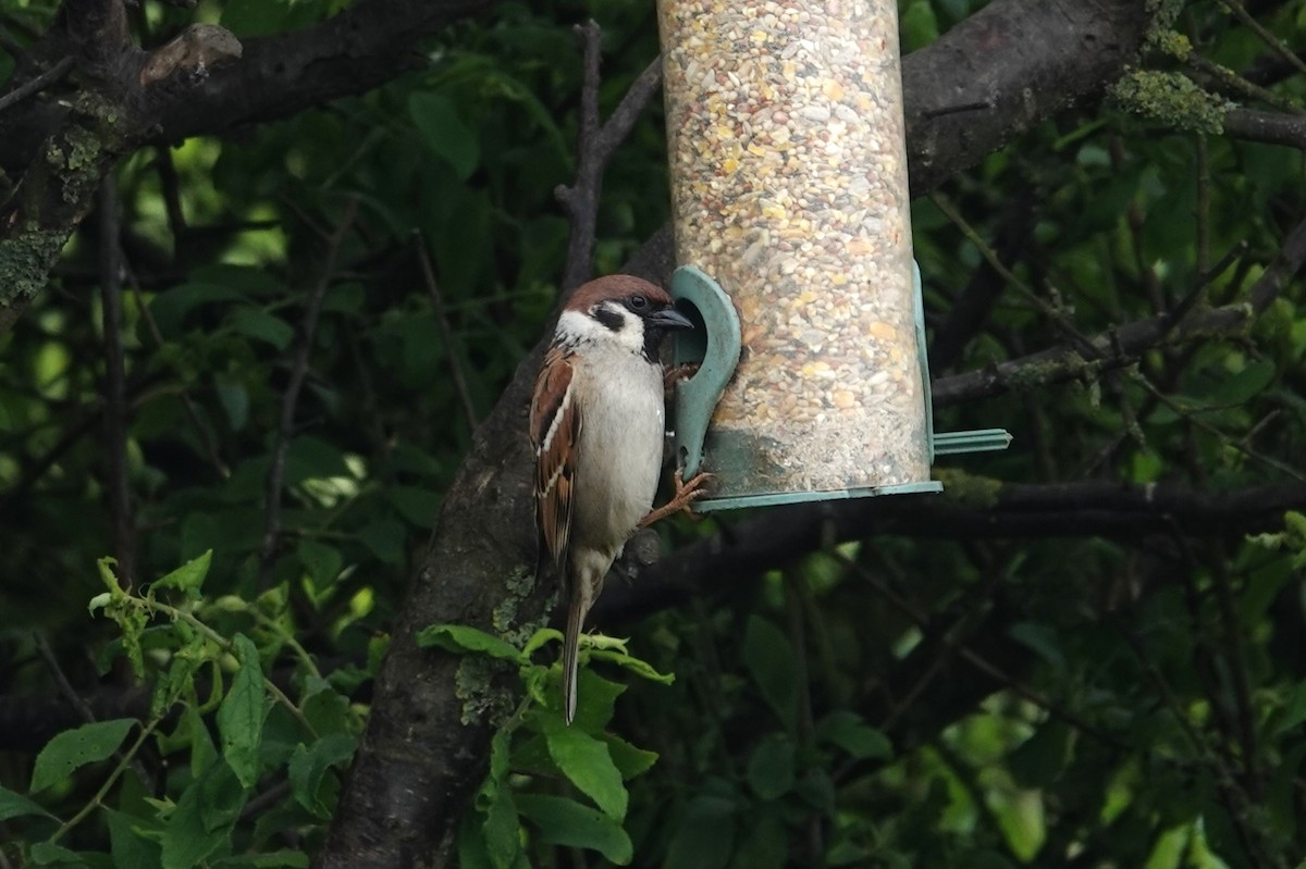 Eurasian Tree Sparrow - ML619302142