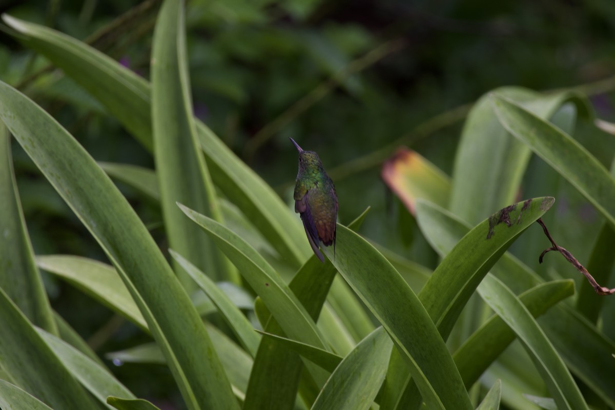 Rufous-tailed Hummingbird - ML619302193