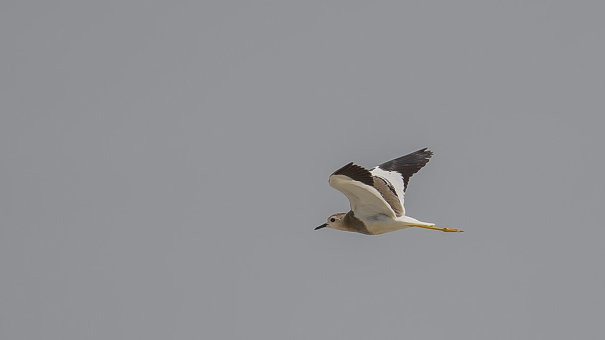 White-tailed Lapwing - ML619302198
