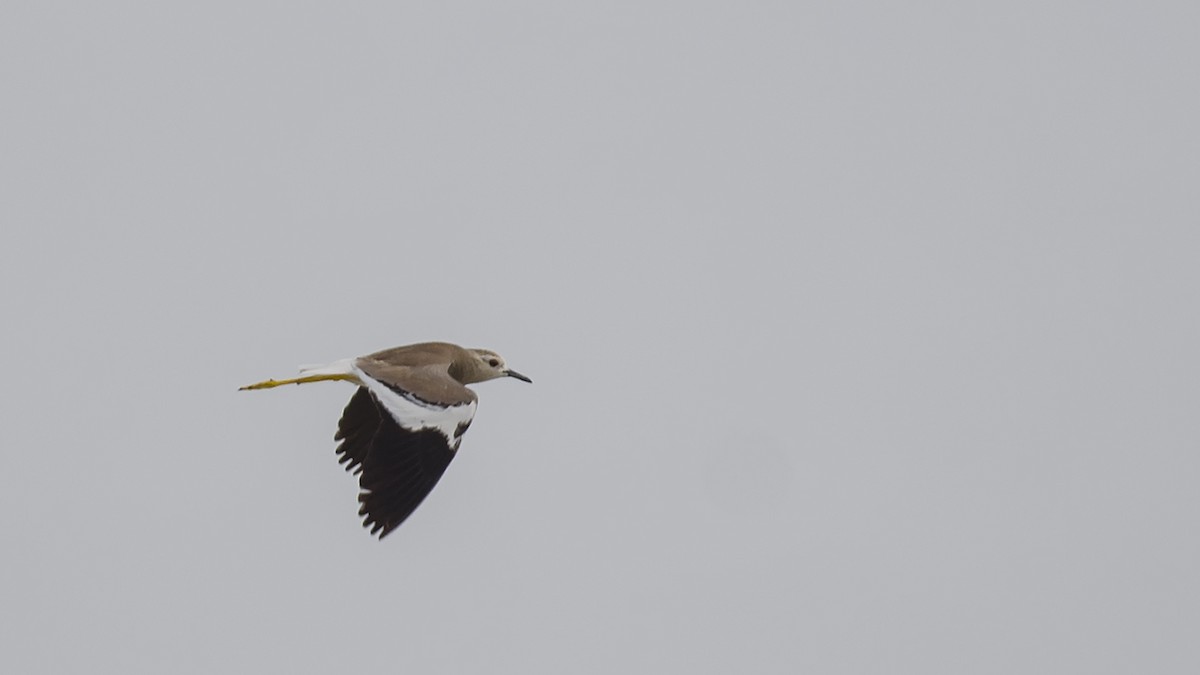 White-tailed Lapwing - ML619302199