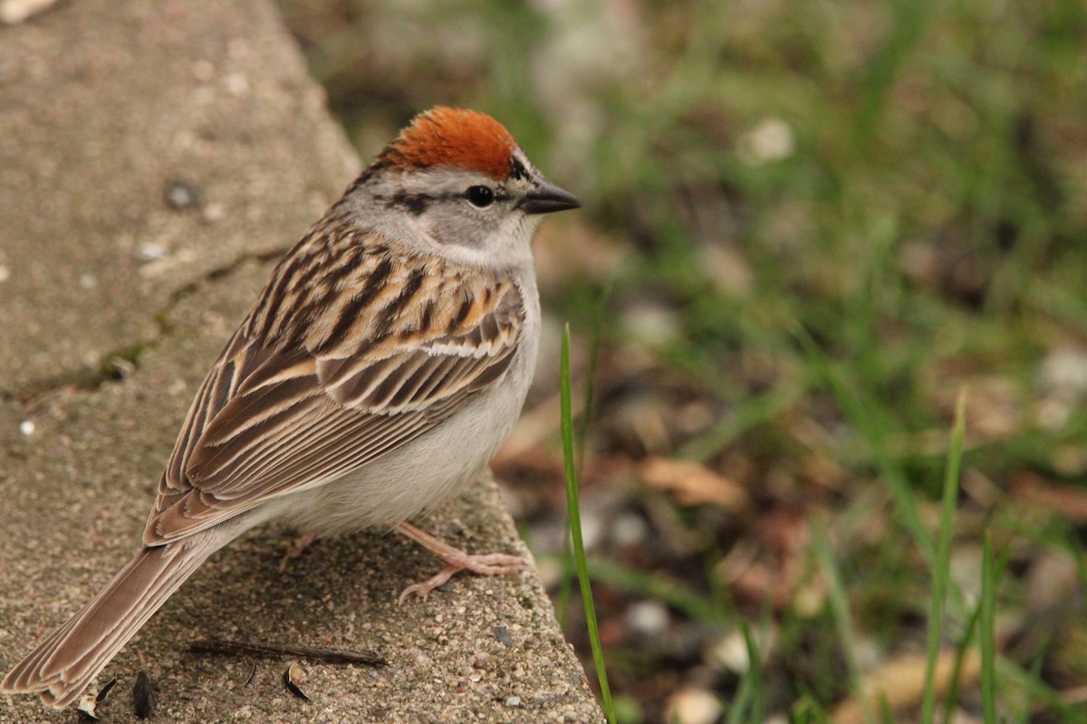 Chipping Sparrow - ML619302207