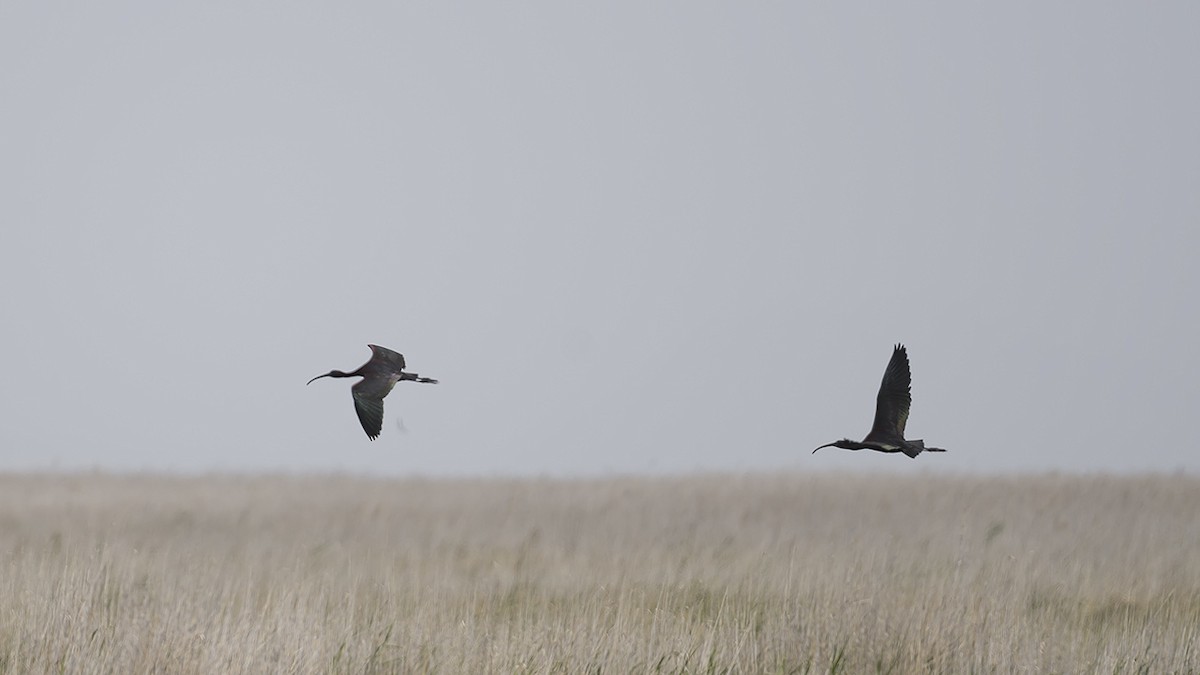 ibis hnědý - ML619302209