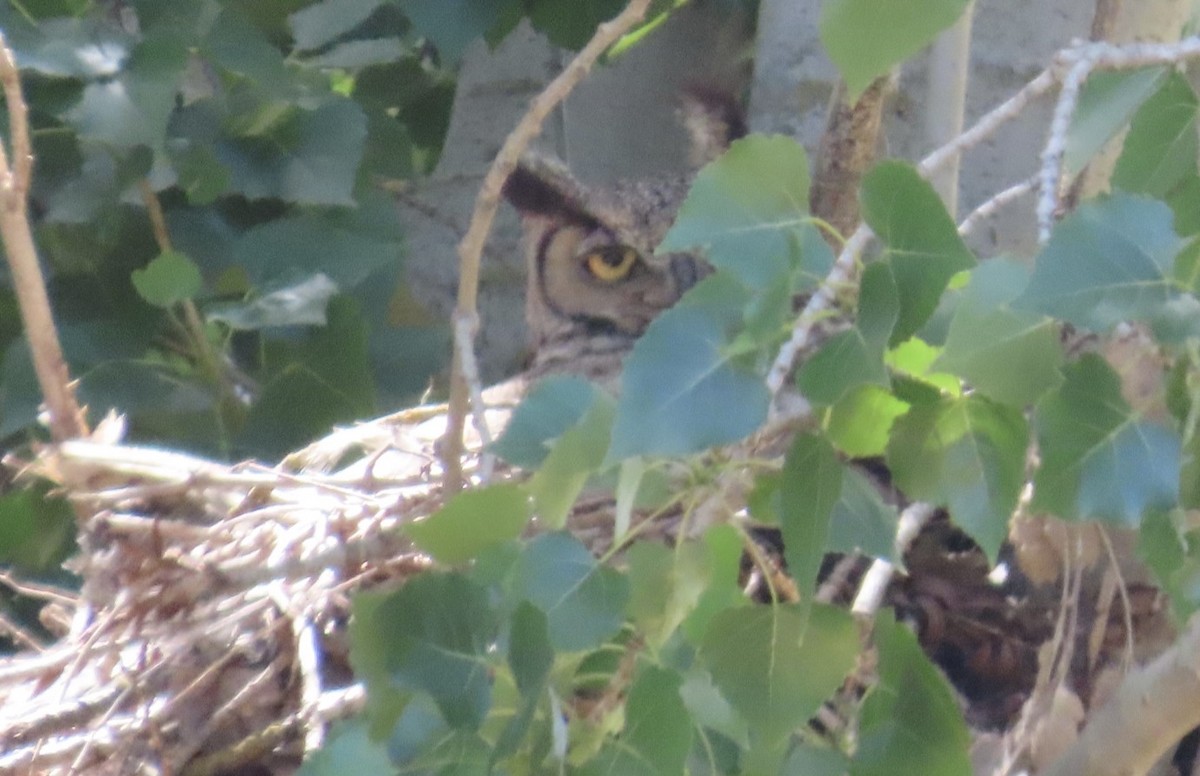 Great Horned Owl - ML619302216