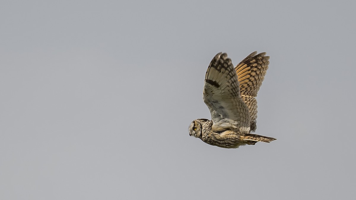 Long-eared Owl - ML619302221