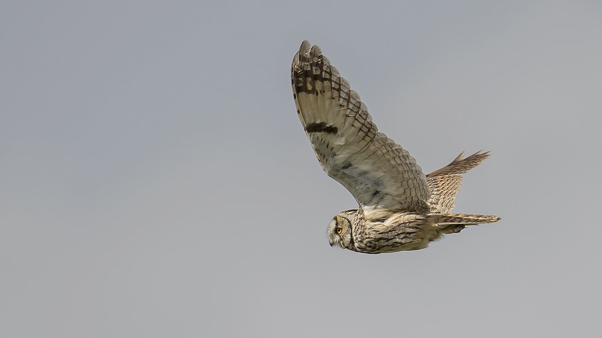 Long-eared Owl - ML619302222