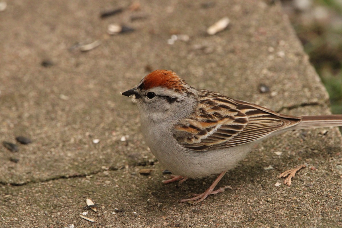 Chipping Sparrow - ML619302231