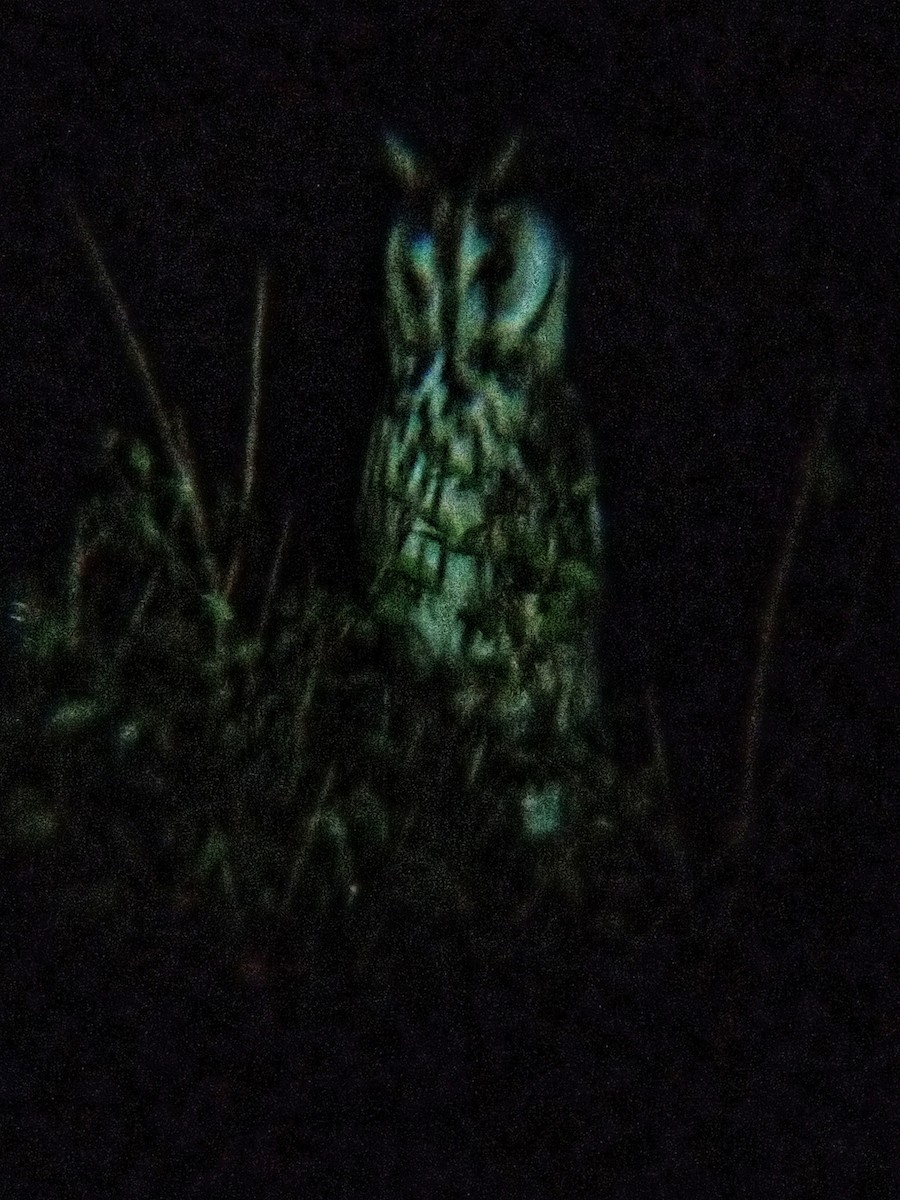 Striped Owl - ML619302260
