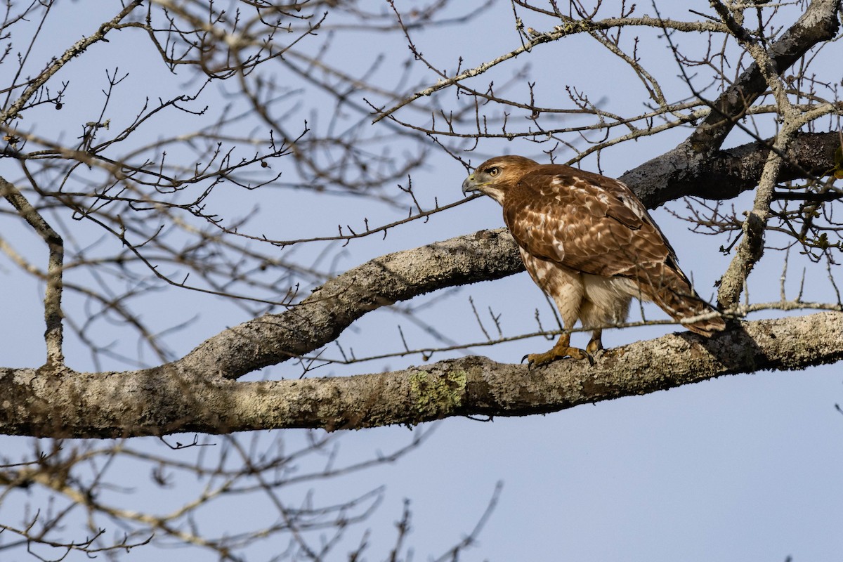 Red-tailed Hawk - ML619302261