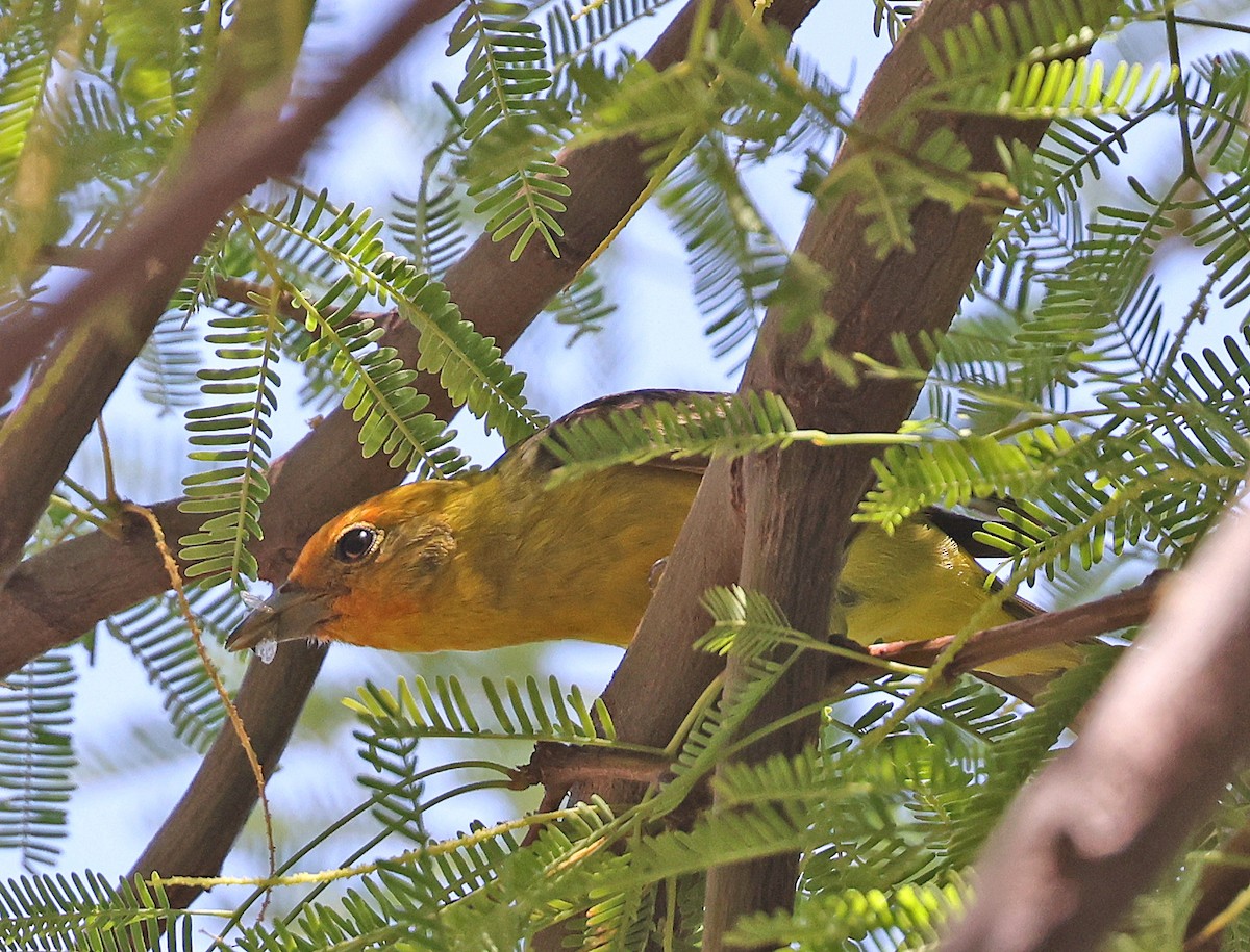 Western Tanager - ML619302275