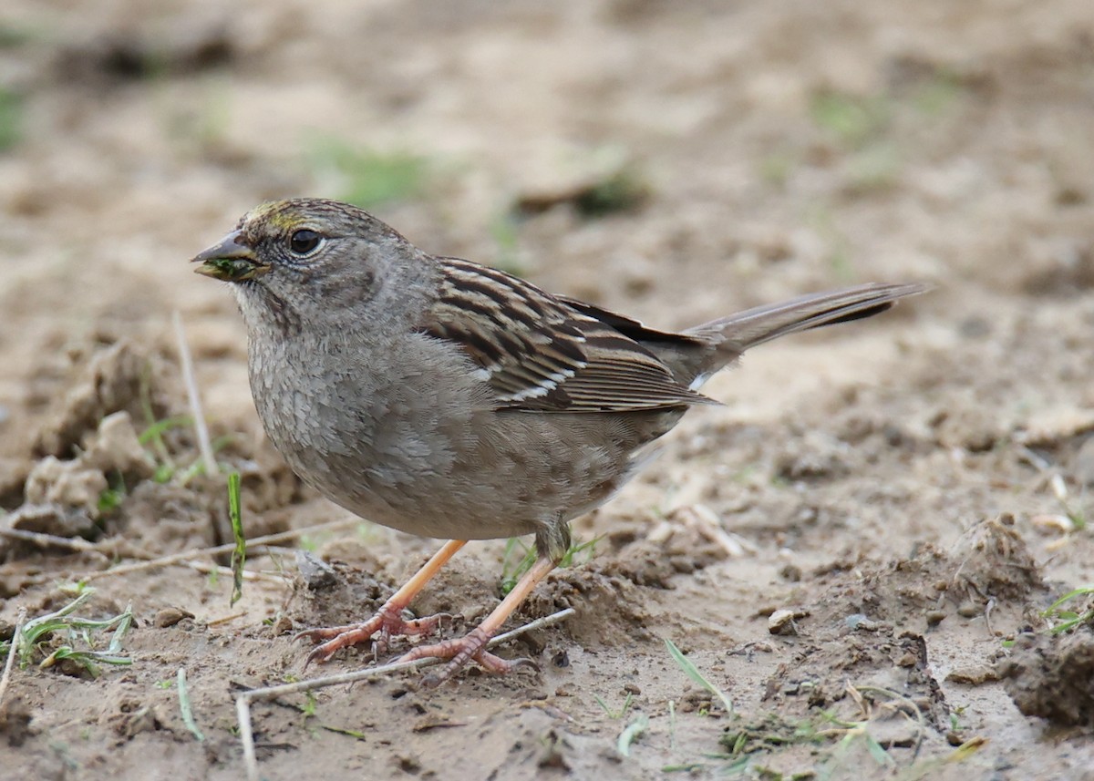 Golden-crowned Sparrow - ML619302325