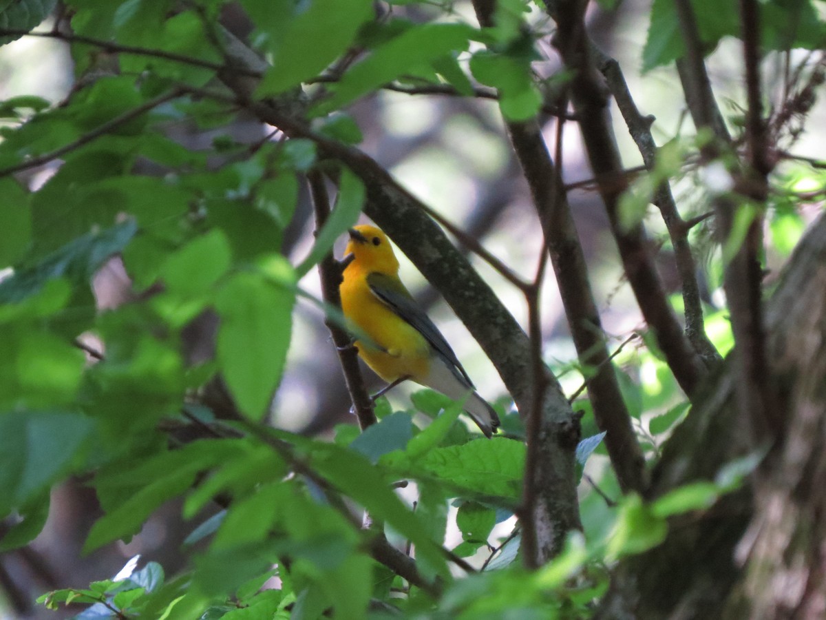Prothonotary Warbler - ML619302350