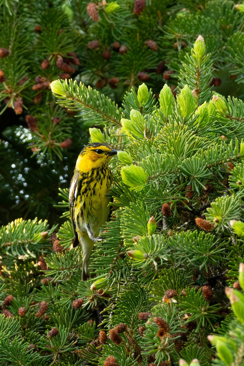 Cape May Warbler - ML619302410