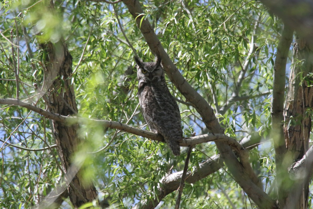 Great Horned Owl - ML619302421