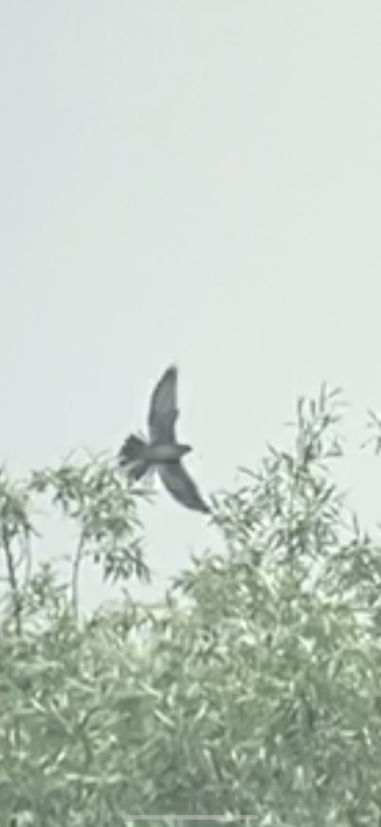 Red-footed Falcon - ML619302430
