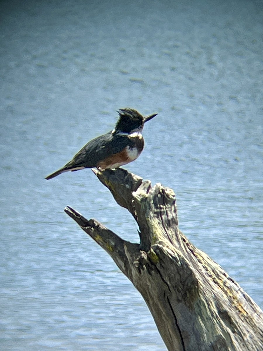 Belted Kingfisher - ML619302432