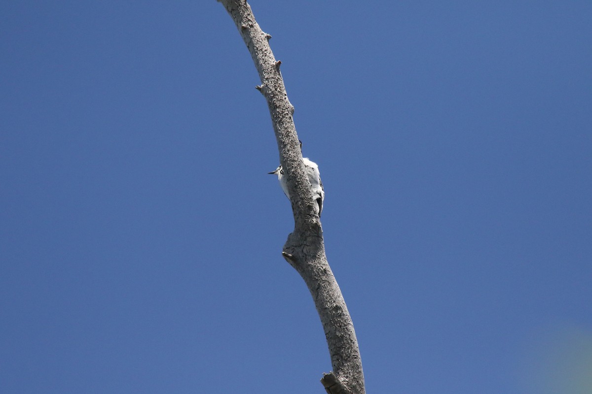 Downy Woodpecker - ML619302441