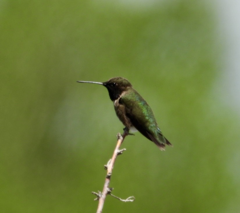 Black-chinned Hummingbird - ML619302465