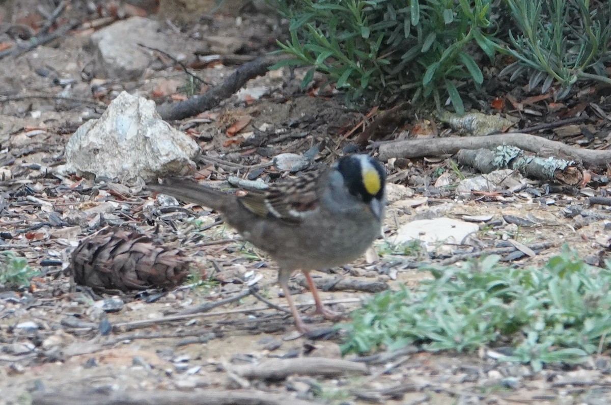 Golden-crowned Sparrow - ML619302484