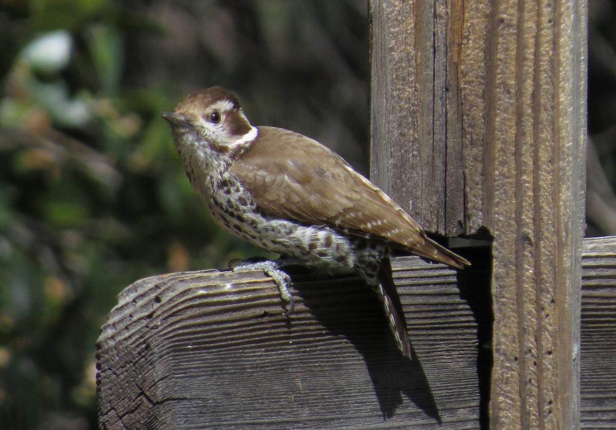 Arizona Woodpecker - ML619302495