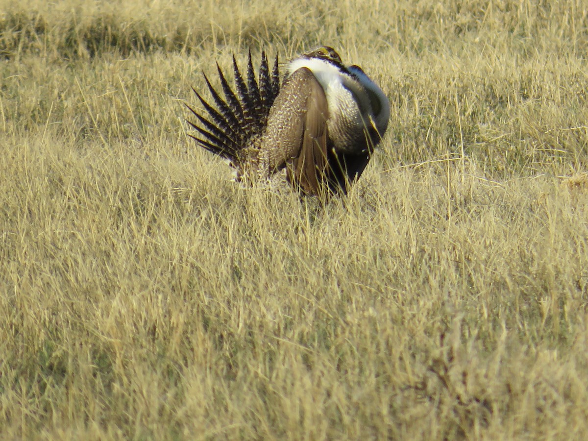 Greater Sage-Grouse - ML619302509