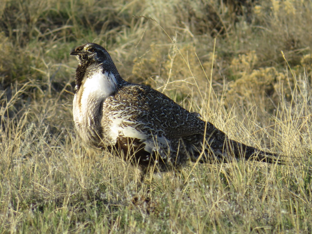 Greater Sage-Grouse - ML619302510
