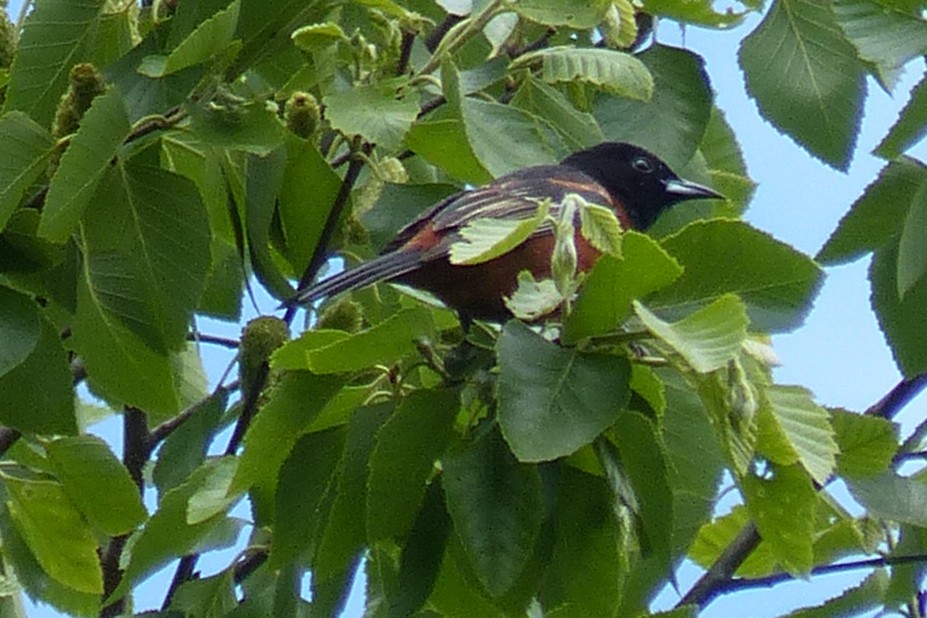 Orchard Oriole - ML619302513