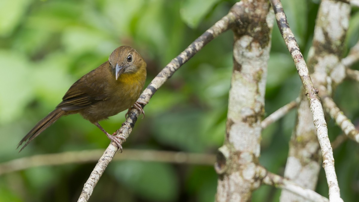 Red-throated Ant-Tanager - ML619302515