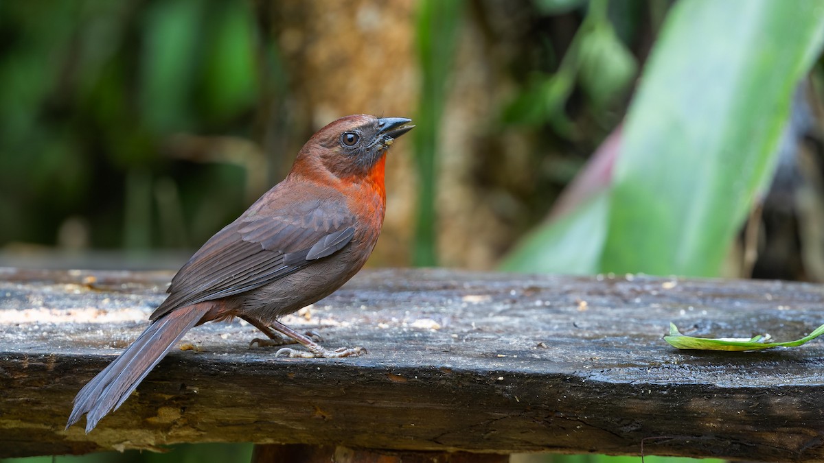 Red-throated Ant-Tanager - ML619302516