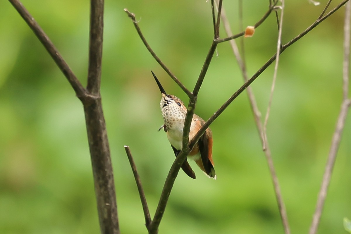 Rufous/Allen's Hummingbird - ML619302520