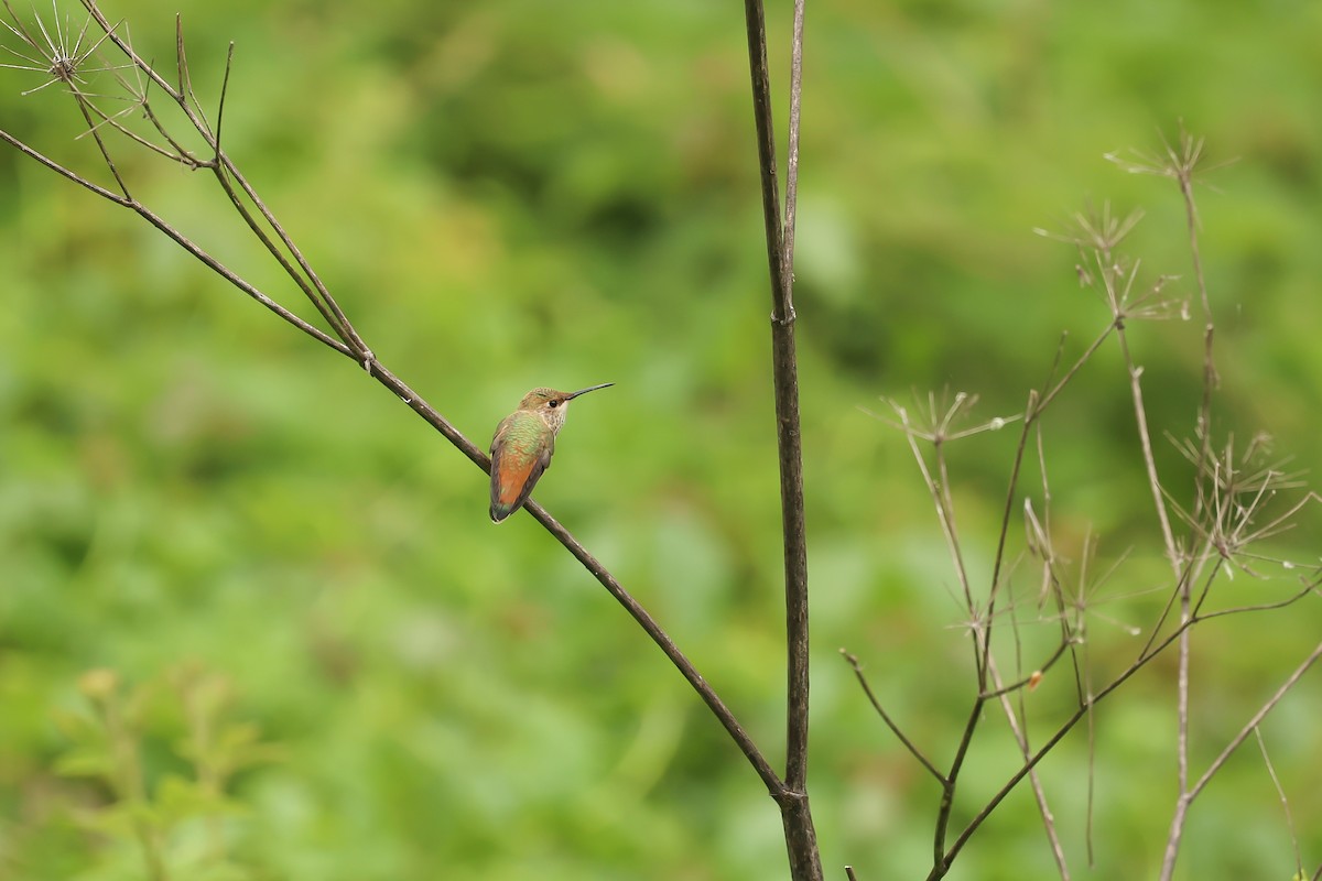 Rufous/Allen's Hummingbird - ML619302522