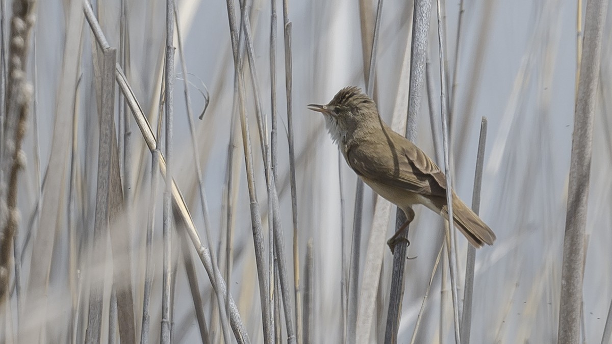 Common Reed Warbler - ML619302540