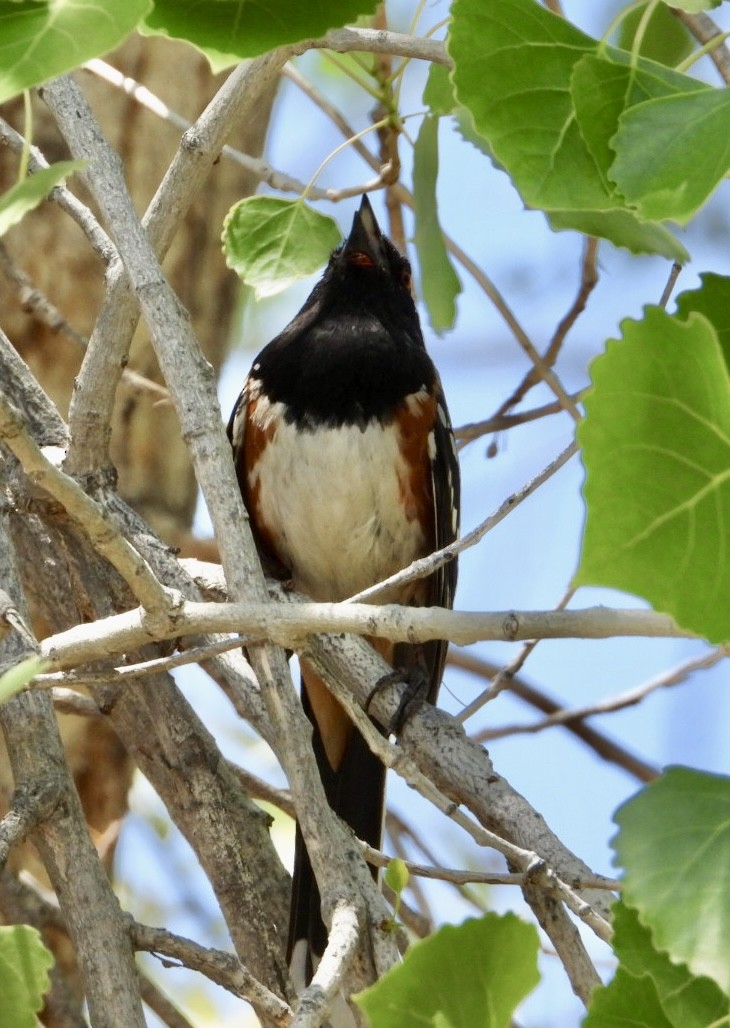 Spotted Towhee - ML619302550