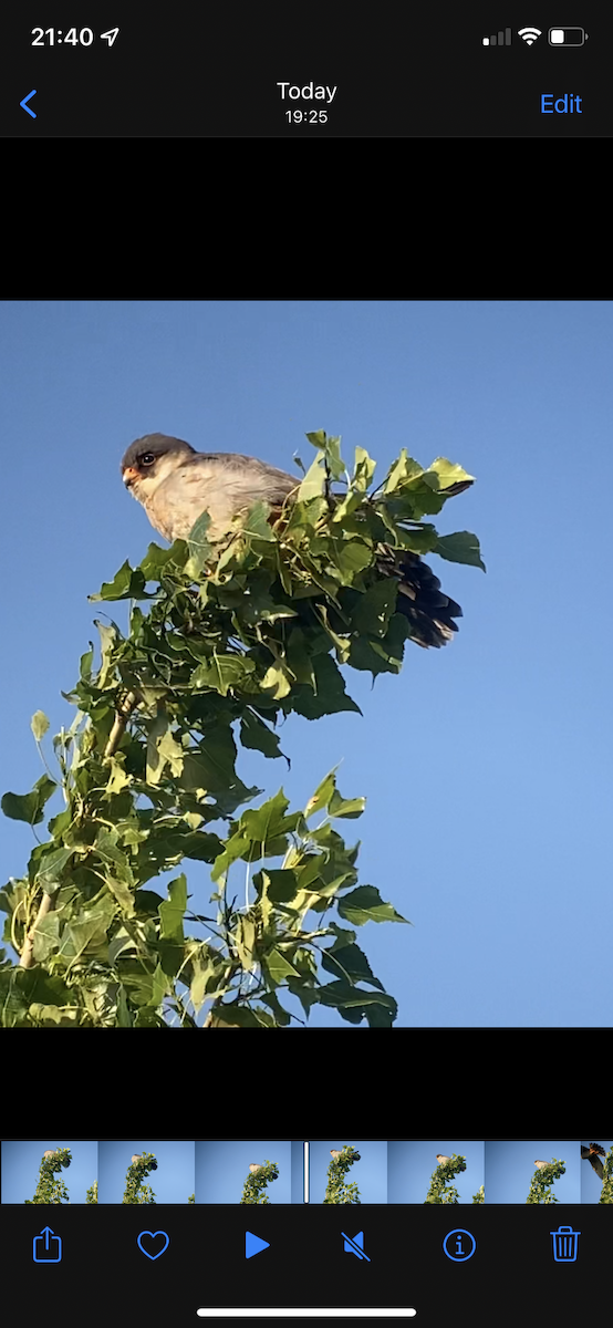 Red-footed Falcon - ML619302557