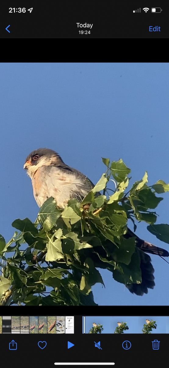 Red-footed Falcon - ML619302559