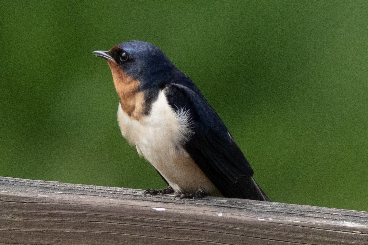 Barn Swallow (American) - ML619302571