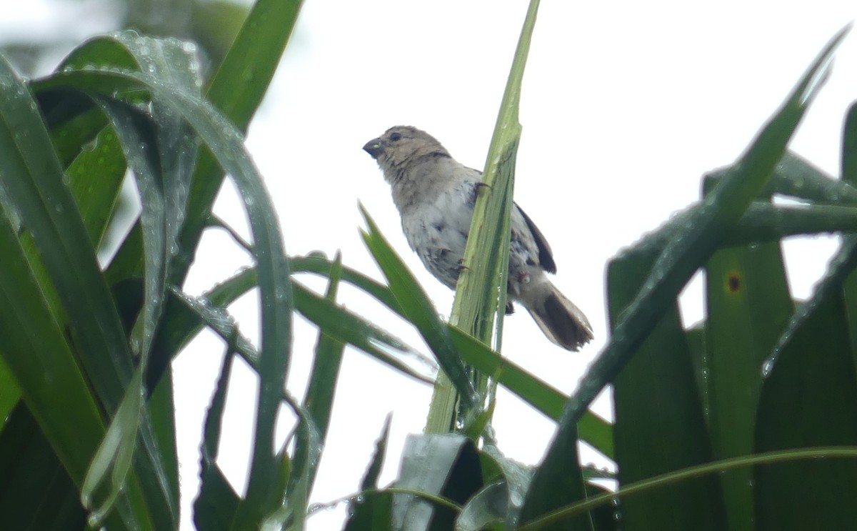 Variable Seedeater - ML619302578