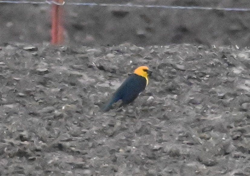 Yellow-headed Blackbird - ML619302599