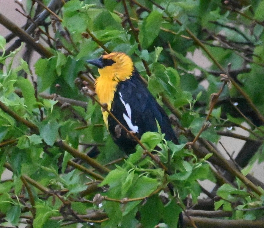 Yellow-headed Blackbird - ML619302602
