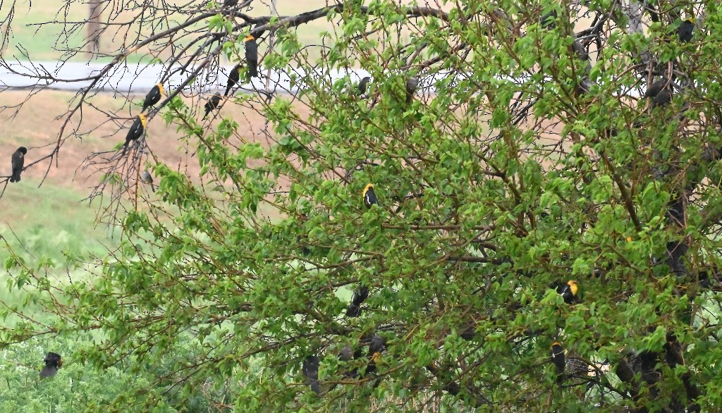 Yellow-headed Blackbird - ML619302603