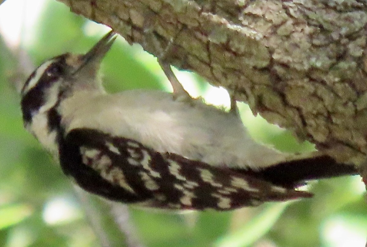 Downy Woodpecker (Eastern) - ML619302608