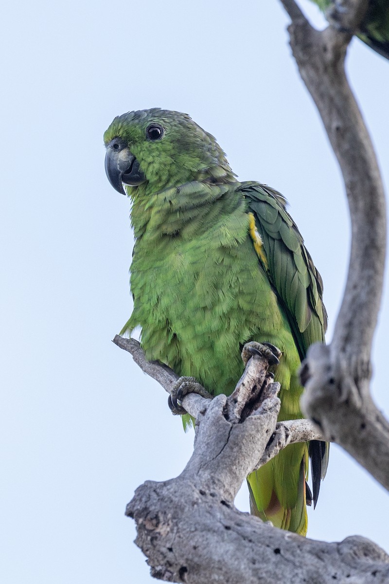 Scaly-naped Parrot - ML619302633