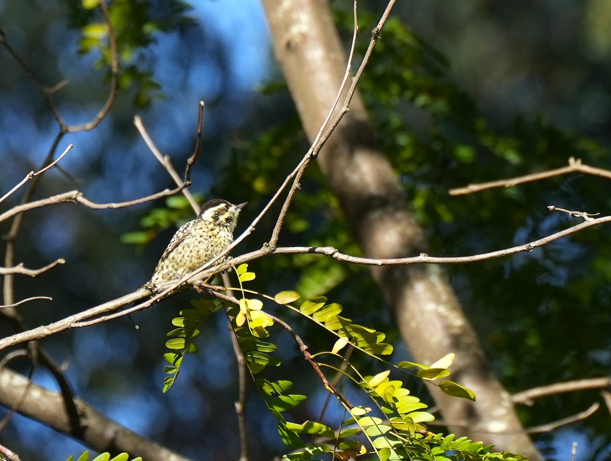 White-barred Piculet - ML619302647