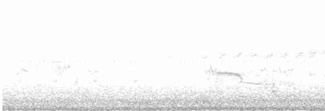 Kara Karınlı Kumkuşu - ML619302648