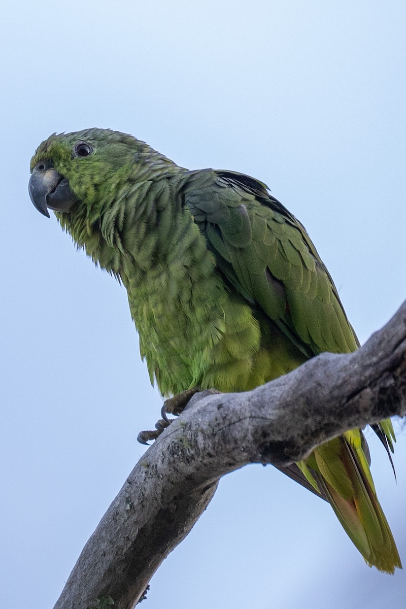 Scaly-naped Parrot - ML619302676