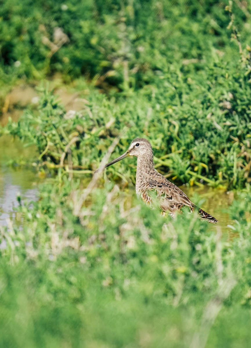 Long-billed Dowitcher - ML619302685